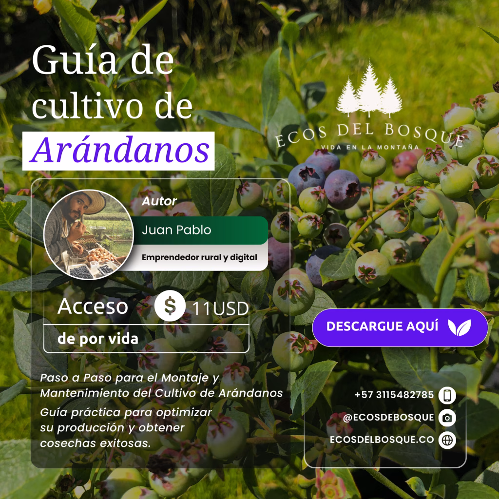 Cómo cultivar arándanos